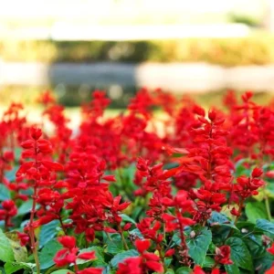 Red Salvia Live Plants - 2 Pack, 4 Inch Pot, Fragrant Perennial Sage - Image 4