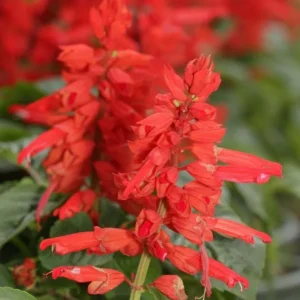 Red Salvia Live Plants - 2 Pack, 4 Inch Pot, Fragrant Perennial Sage - Image 5