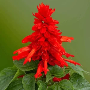 Red Salvia Live Plants - 2 Pack, 4 Inch Pot, Fragrant Perennial Sage - Image 6