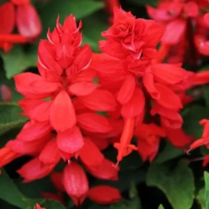 Red Salvia Live Plants - 2 Pack, 4 Inch Pot, Fragrant Perennial Sage - Image 7