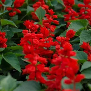 Red Salvia Live Plants - 2 Pack, 4 Inch Pot, Fragrant Perennial Sage - Image 8