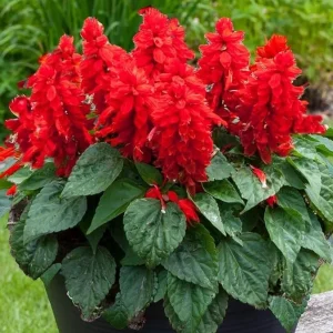 Red Salvia Live Plants - 2 Pack, 4 Inch Pot, Fragrant Perennial Sage - Image 1