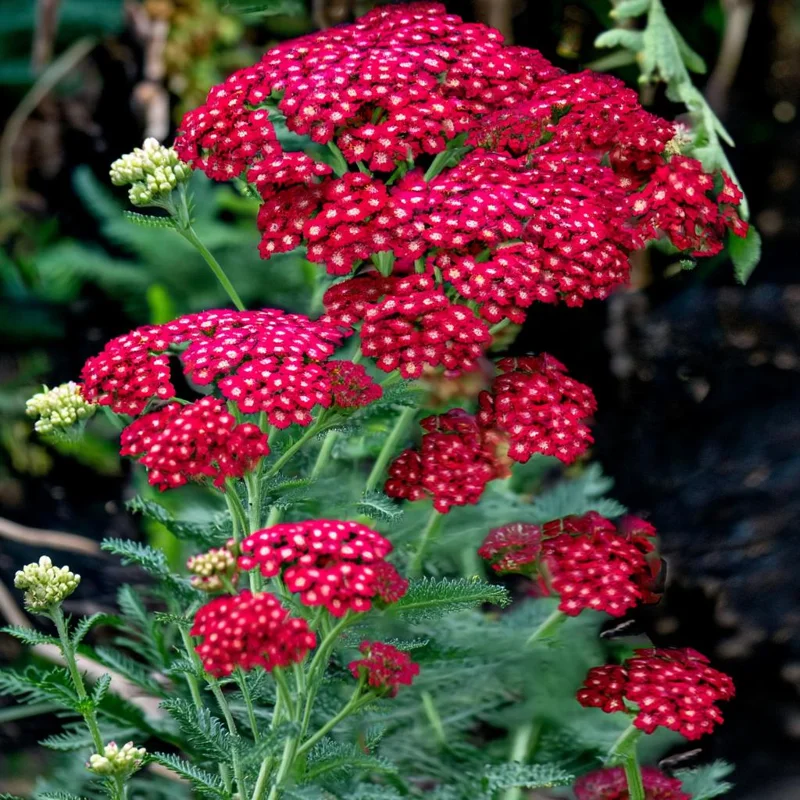 Red Yarrow Seeds - 500 Heirloom Achillea millefolium rubra - Pollinator Garden - Image 2