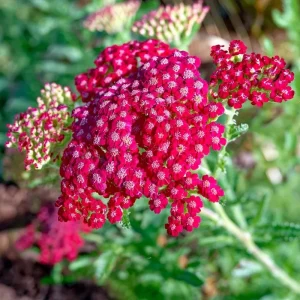 Red Yarrow Seeds - 500 Heirloom Achillea millefolium rubra - Pollinator Garden - Image 3