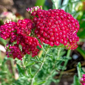 Red Yarrow Seeds - 500 Heirloom Achillea millefolium rubra - Pollinator Garden - Image 4