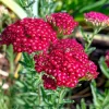 Red Yarrow Seeds - 500 Heirloom Achillea millefolium rubra - Pollinator Garden - Image 1
