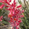 Red Yucca Live Plant - Hesperaloe parviflora - 4 Inch Pot - 4 Inch Tall - Image 1