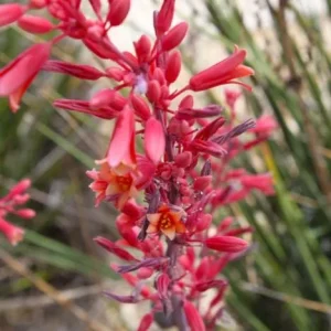 Red Yucca Live Plant - Hesperaloe parviflora - 4 Inch Pot - 4 Inch Tall - Image 1