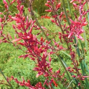 Red Yucca Live Plant - Hesperaloe parviflora - 4 Inch Pot - 4 Inch Tall - Image 2