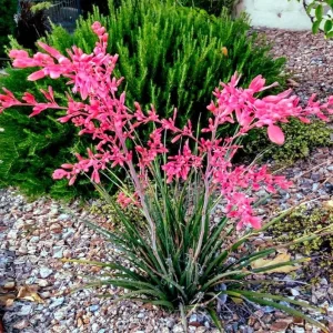 Red Yucca Live Plant - Hesperaloe parviflora - 4 Inch Pot - 4 Inch Tall - Image 3