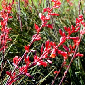 Red Yucca Live Plant - Hesperaloe parviflora - 4 Inch Pot - 4 Inch Tall - Image 4