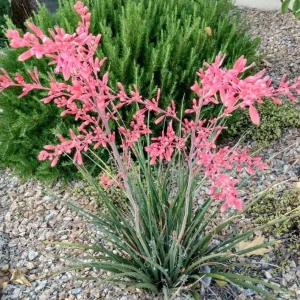 Red Yucca Live Plant - Hesperaloe parviflora - 4 Inch Pot - 4 Inch Tall - Image 5