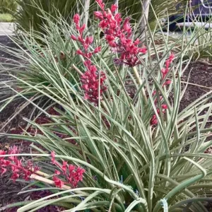 Red Yucca Live Plant - Hesperaloe parviflora - 4 Inch Pot - 4 Inch Tall - Image 6