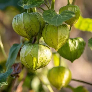 Rio Grande Verde Tomatillo Seeds - Heirloom, 50 Seed Packet, for Salsa Verde - Image 2