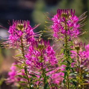 Rocky Mountain Bee Plant Seeds - 50 Count - Nectar-Rich Pollinator Magnet - Outdoor - Image 2