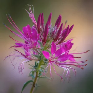 Rocky Mountain Bee Plant Seeds - 50 Count - Nectar-Rich Pollinator Magnet - Outdoor - Image 4