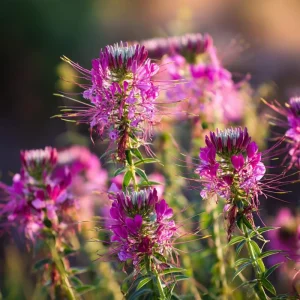 Rocky Mountain Bee Plant Seeds - 50 Count - Nectar-Rich Pollinator Magnet - Outdoor - Image 5