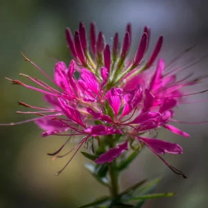 Rocky Mountain Bee Plant Seeds - 50 Count - Nectar-Rich Pollinator Magnet - Outdoor - Image 1