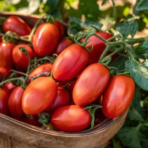 Roma VF Tomato Seeds - Classic Paste Variety, High-Yield, 50 Seed Pack - Image 3