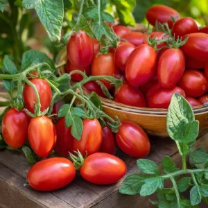 Roma VF Tomato Seeds - Classic Paste Variety, High-Yield, 50 Seed Pack - Image 4