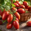 Roma VF Tomato Seeds - Classic Paste Variety, High-Yield, 50 Seed Pack - Image 1