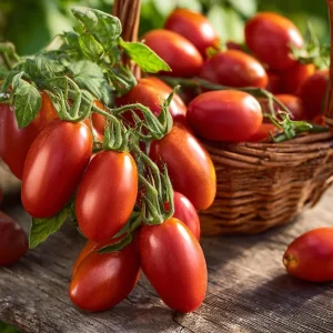 Roma VF Tomato Seeds - Classic Paste Variety, High-Yield, 50 Seed Pack - Image 1