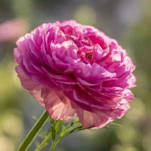 Rose Bonbon Cosmos Seeds - 25 Count, Rose-Pink Double Blooms, Annual Flower Seeds - Image 6
