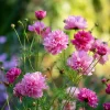 Rose Bonbon Cosmos Seeds - 25 Count, Rose-Pink Double Blooms, Annual Flower Seeds - Image 1