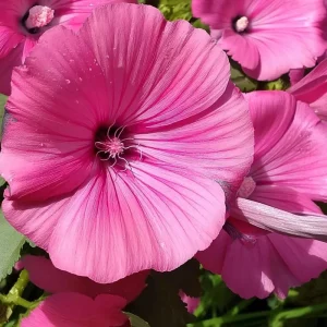 Rose Mallow Seeds - Lavatera trimestris Heirloom Flower Seeds - 50 Count for Gardens & Cut Flowers - Image 2