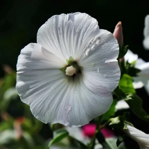 Rose Mallow Seeds - Lavatera trimestris Heirloom Flower Seeds - 50 Count for Gardens & Cut Flowers - Image 3
