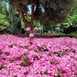 Rose Mallow Seeds - Lavatera trimestris Heirloom Flower Seeds - 50 Count for Gardens & Cut Flowers - Image 5
