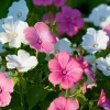 Rose Mallow Seeds - Lavatera trimestris Heirloom Flower Seeds - 50 Count for Gardens & Cut Flowers - Image 1