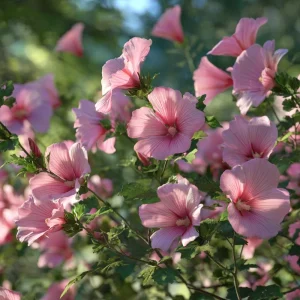 Rose Mallow Seeds - Lavatera trimestris Heirloom Flower Seeds - 50 Count for Gardens & Cut Flowers - Image 6