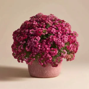 Rosie Purple Alyssum Seeds – 1500 Fragrant Violet Ground Cover Flowers Outdoor - Image 4