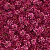 Rosie Purple Alyssum Seeds – 1500 Fragrant Violet Ground Cover Flowers Outdoor - Image 1
