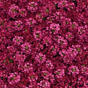 Rosie Purple Alyssum Seeds – 1500 Fragrant Violet Ground Cover Flowers Outdoor - Image 1