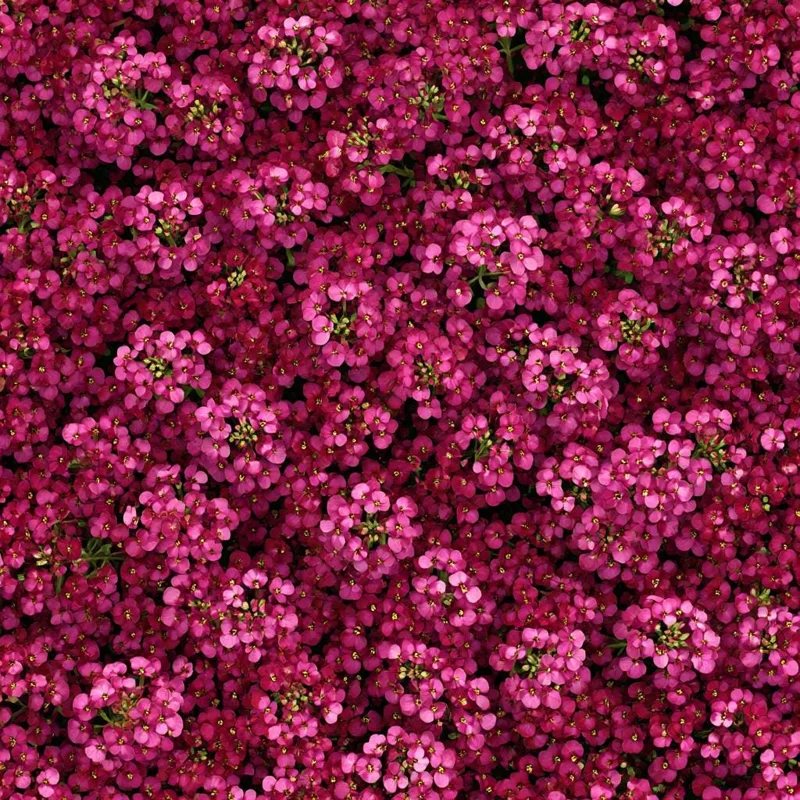 Rosie Purple Alyssum Seeds – 1500 Fragrant Violet Ground Cover Flowers Outdoor - Image 1