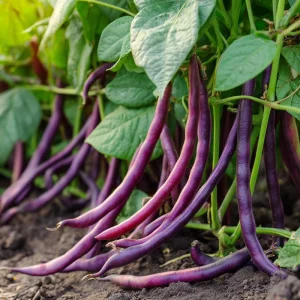 Royal Burgundy Bush Bean Seeds - Heirloom Purple Green Beans - 50 Seeds Packet - Image 3