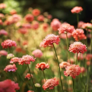Salmon Queen Scabiosa Seeds - 50 Count Pincushion Flowers for Gardens & Bouquets, Salmon Pink - Image 2