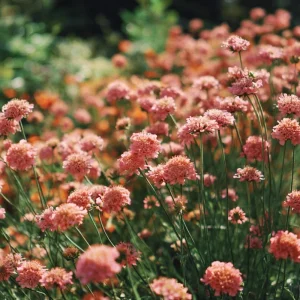 Salmon Queen Scabiosa Seeds - 50 Count Pincushion Flowers for Gardens & Bouquets, Salmon Pink - Image 3