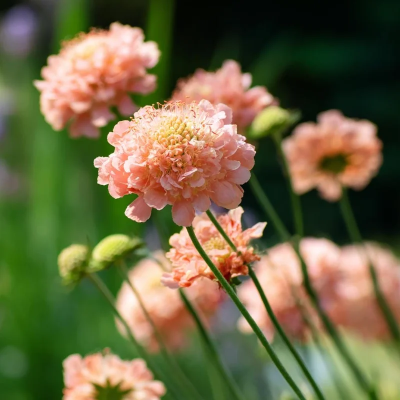 Salmon Queen Scabiosa Seeds - 50 Count Pincushion Flowers for Gardens & Bouquets, Salmon Pink - Image 4