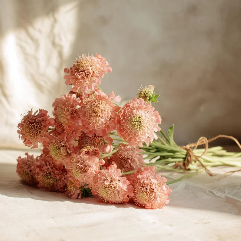 Salmon Queen Scabiosa Seeds - 50 Count Pincushion Flowers for Gardens & Bouquets, Salmon Pink - Image 5