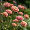 Salmon Queen Scabiosa Seeds - 50 Count Pincushion Flowers for Gardens & Bouquets, Salmon Pink - Image 1