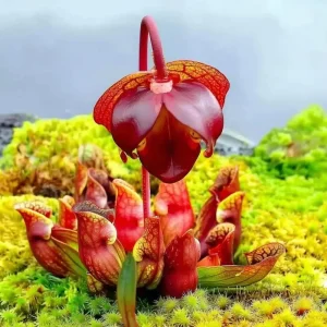 Sarracenia Purpurea Seeds - 30 Purple Pitcher Plant Seeds, Carnivorous Bog Blooms - Image 2