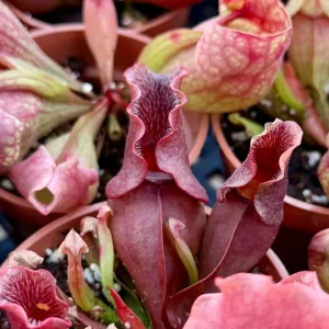 Sarracenia Purpurea Seeds - 30 Purple Pitcher Plant Seeds, Carnivorous Bog Blooms - Image 4