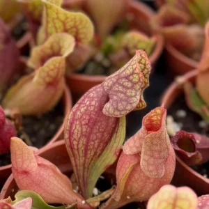 Sarracenia Purpurea Seeds - 30 Purple Pitcher Plant Seeds, Carnivorous Bog Blooms - Image 5