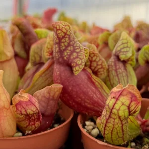 Sarracenia Purpurea Seeds - 30 Purple Pitcher Plant Seeds, Carnivorous Bog Blooms - Image 6
