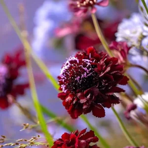 Scabiosa Black Knight Seeds - 50 Count, Deep Purple-Black Blooms, Pollinator Friendly - Image 3