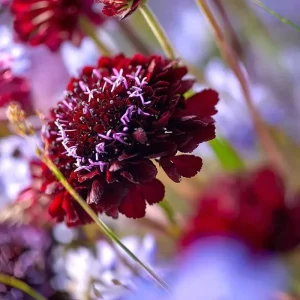 Scabiosa Black Knight Seeds - 50 Count, Deep Purple-Black Blooms, Pollinator Friendly - Image 4