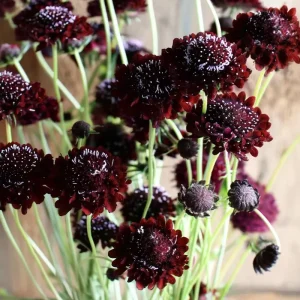 Scabiosa Black Knight Seeds - 50 Count, Deep Purple-Black Blooms, Pollinator Friendly - Image 1